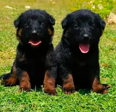 German shepherd puppies for sale / puppy / GSD pup / german sheph