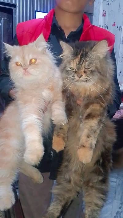 Persian cat triple coated