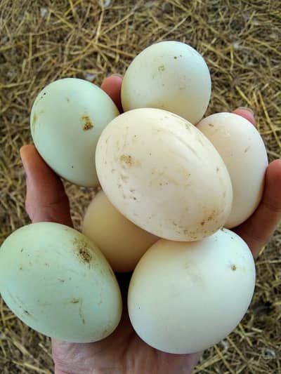 Duck Eggs for sale !
