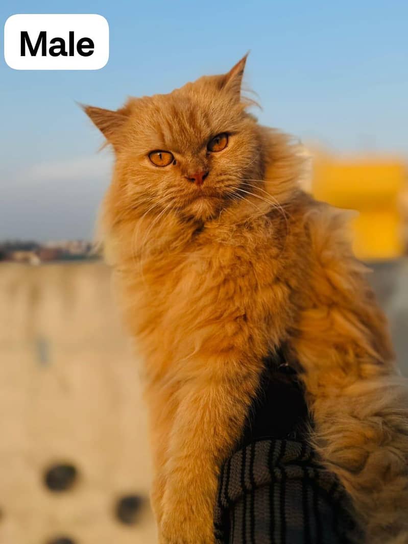 triple coded male cat 0