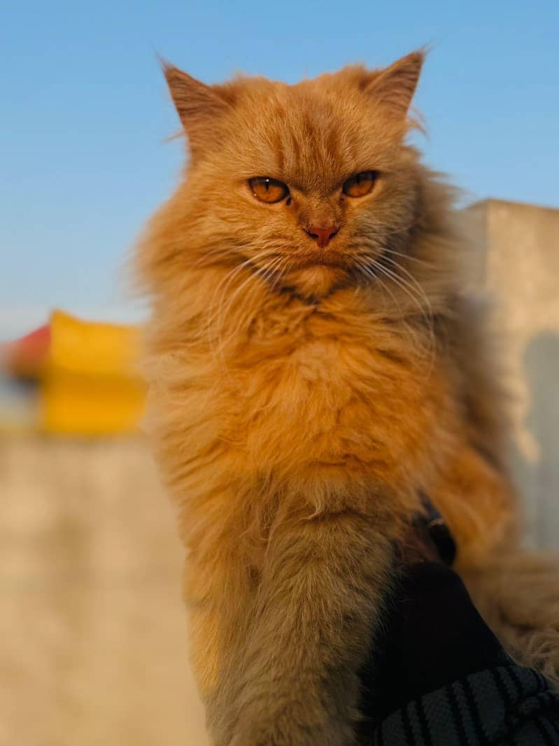 triple coded male cat 1