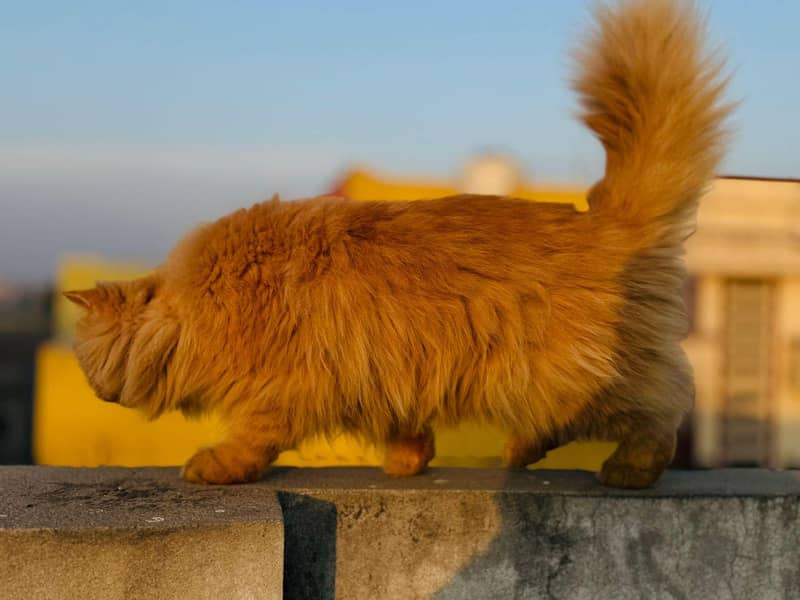 triple coded male cat 2