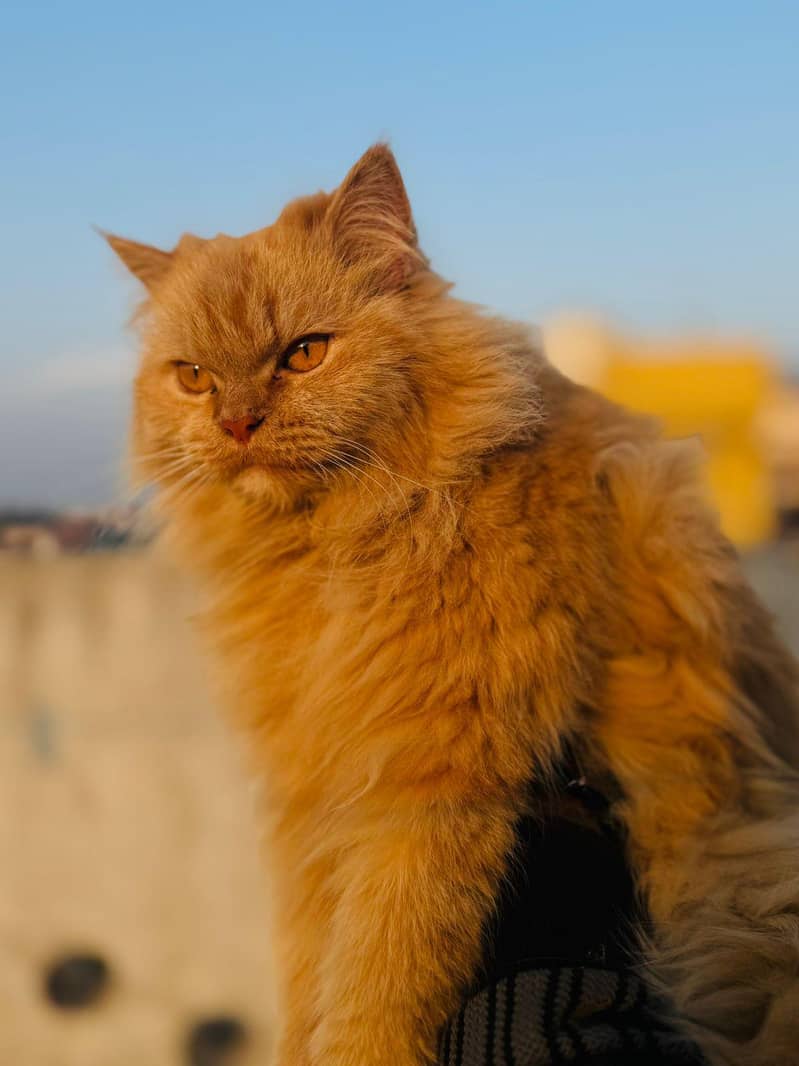 triple coded male cat 3