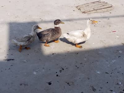 3 egg laying ducks are for sell