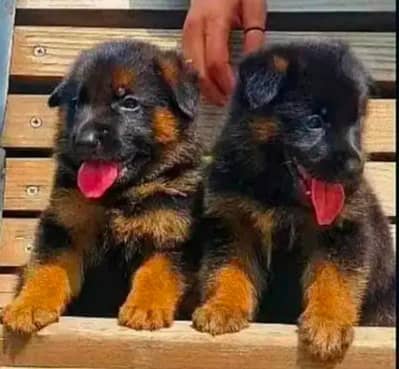 German shepherd | Puppy | GSD | Dog for sale | Long coat