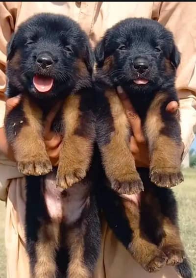 German Shepherd puppy | Long Coat | Puppy | GSD | puppy for sale
