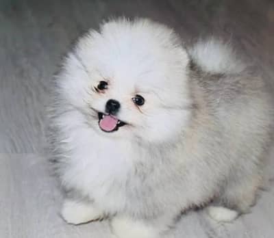 IMPORTED POMERANIAN PUPPIES AVAILABLE FOR BOOKING