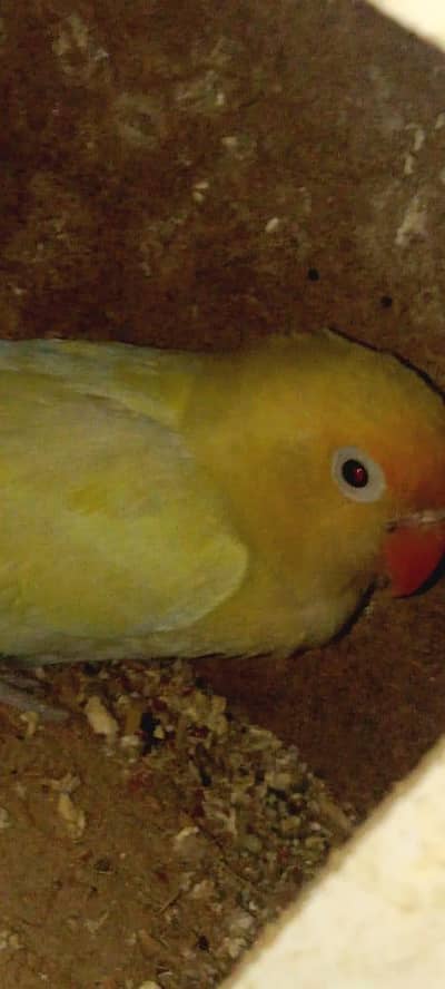 Lovebirds Pair Available For Sale With Cage. . .