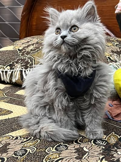Triple coat Persian cat available for sale