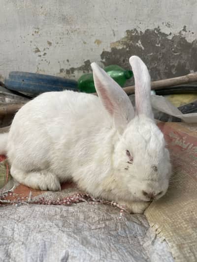 Pure Newzeland female for sale 03368792398 5 kg breed