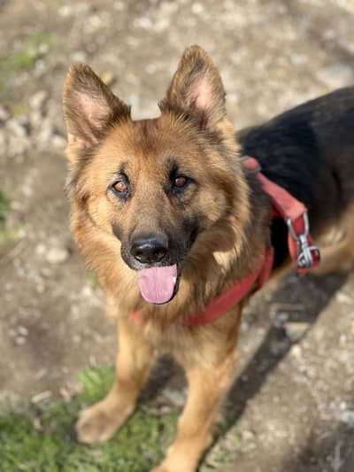 Double coat german female