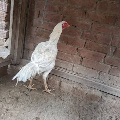 8 month age full long hight double Hadi ma h bhot hi out class ha