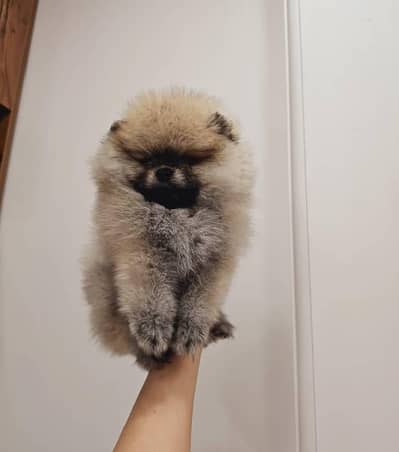 IMPORTED POMERANIAN PUPPIES ARE AVAILABLE FOR BOOKING