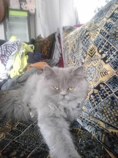 Grey Coated Persian Cat