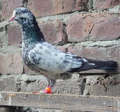 insan salara teddy young breeder pair