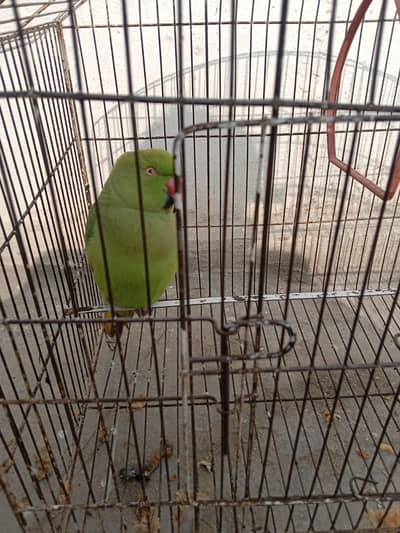 Green Parrot
