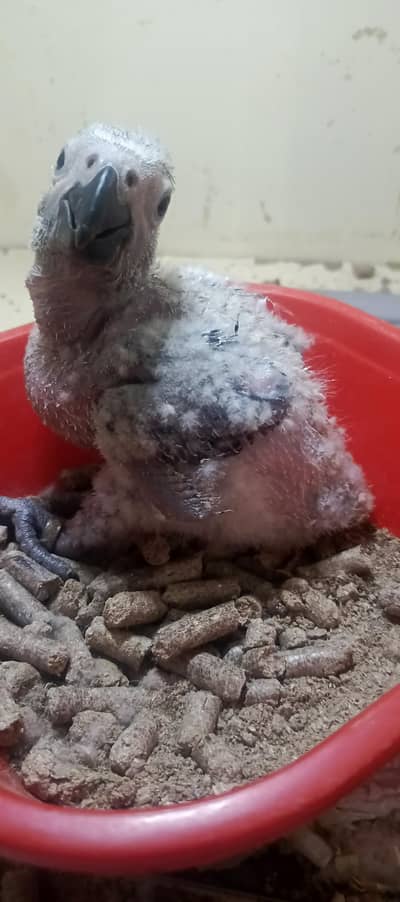 grey parrot chick available  karachi breed