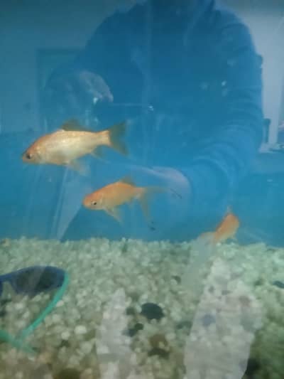 3 Gold Fish