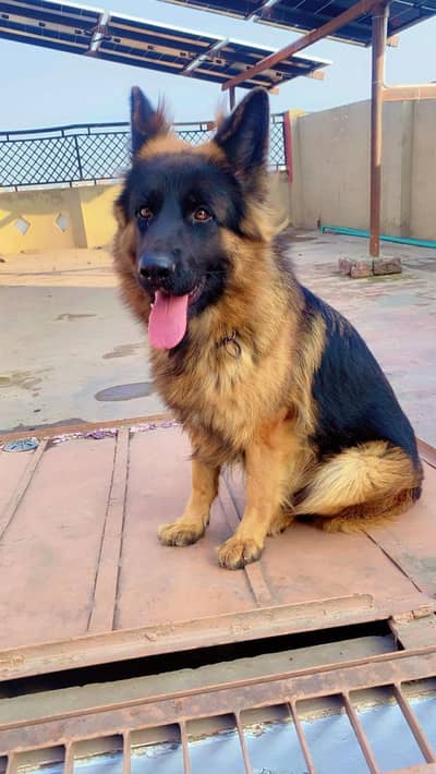 German shepherd Dog Long Hair with undercoat