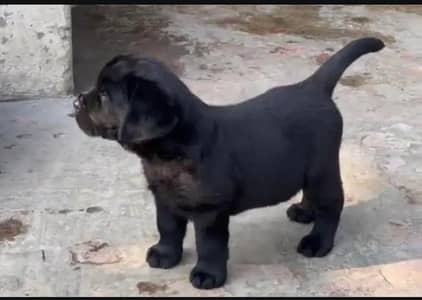labra puppy female 03262282004 WhatsApp