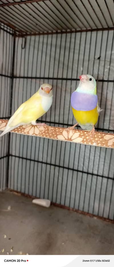 gouldian Finch red eye