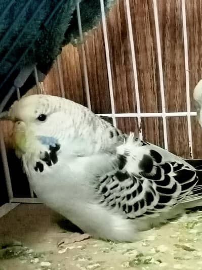 Grey Under exhibition Breeder female split black wing// BF