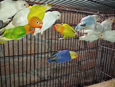love bird pathy available
