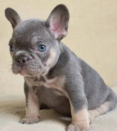 IMPORTED FRENCH BULLDOG PUPPIES AVAILABLE FOR SALE