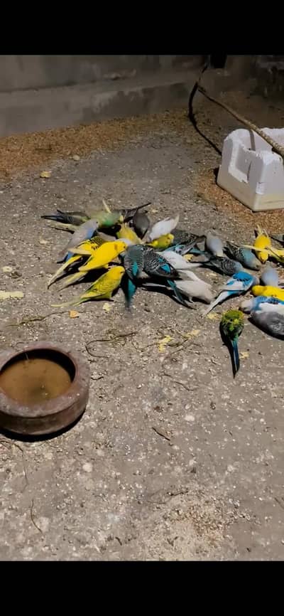 Australian budgies breeder pair with chicks matki All setup