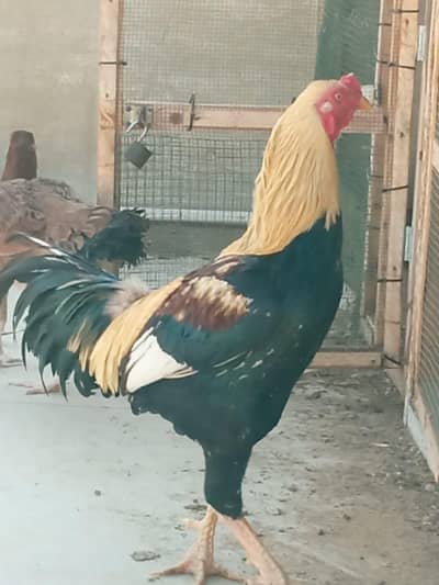 Big Size Java Murga For Sale High Quality Breed