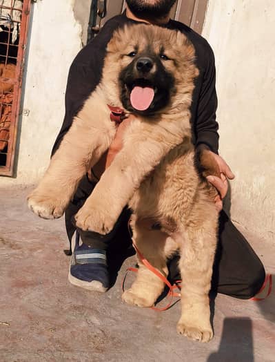 Bakharwal | Bakharwal dog | Bakharwal puppies | security dog