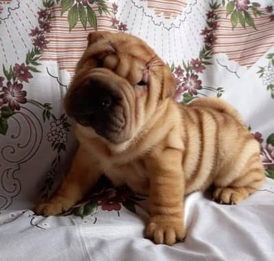 IMPORTED SHERPAI PUPPIES AVAILABLE FOR SALE