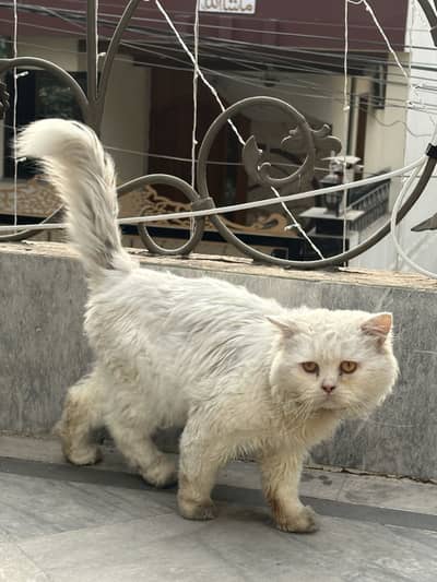 Male Cat