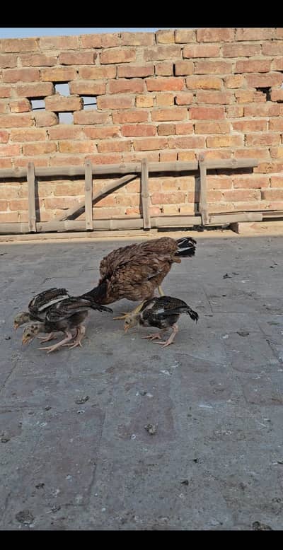 Aseel Mianwali 3 Chicks