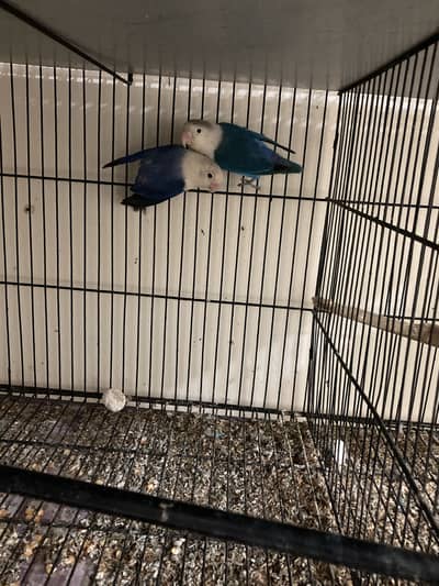 Lovebirds blue opline parblue fishery green fisher