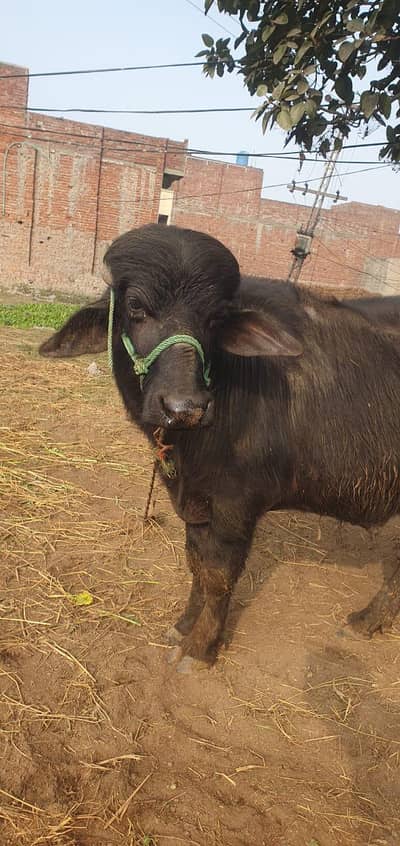 BULL (KATTA ALLAW) ladhywala warriach