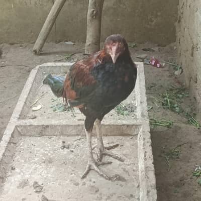 Phone no. 03055736061