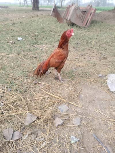 pella patha old mianwali nasal