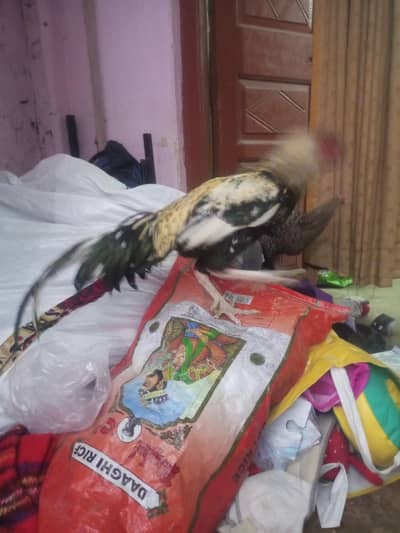 murga murgi pure desi