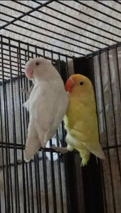 Albino creamino pair for sale