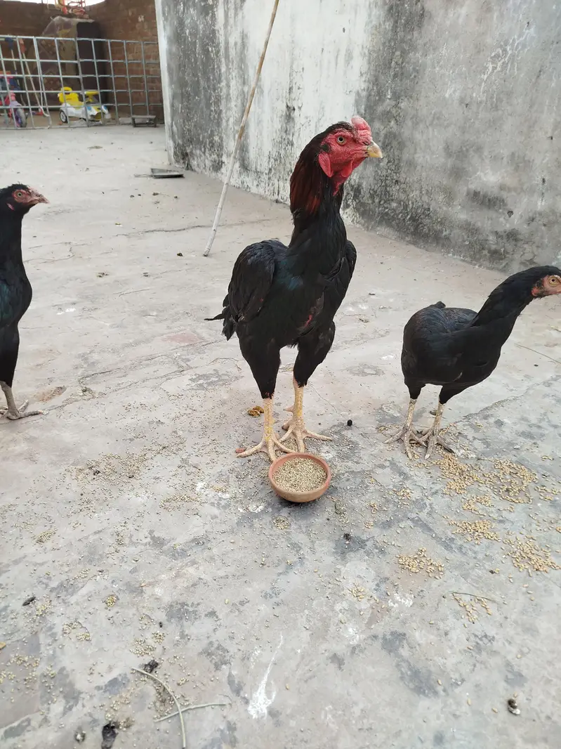 مرغا اصیل بہت ہی شاندار ہے