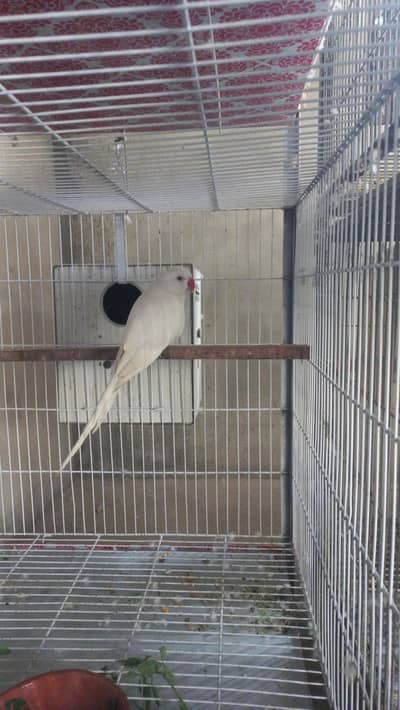 yellow ringneck male