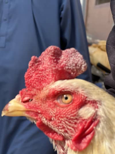 Whitw heera quality breed price thori bohat munasib kardenge