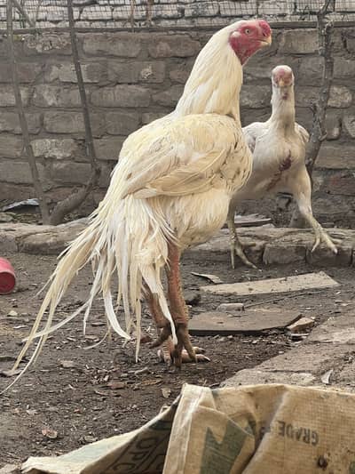 Indian parrot beak longtial
