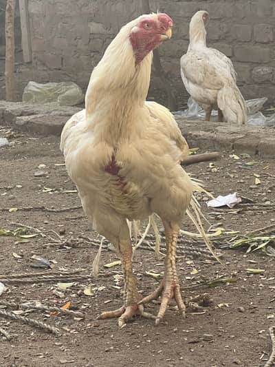 Indian parrot beak longtial