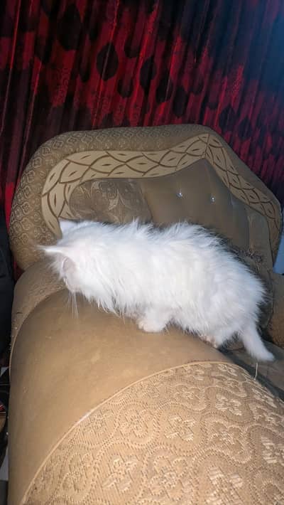 3-months old triple coated pure Persian kittens for sale.