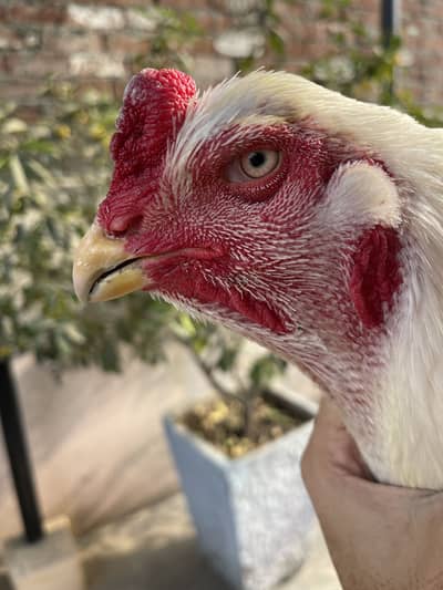 white o shamo male and black blue shamo female for sale