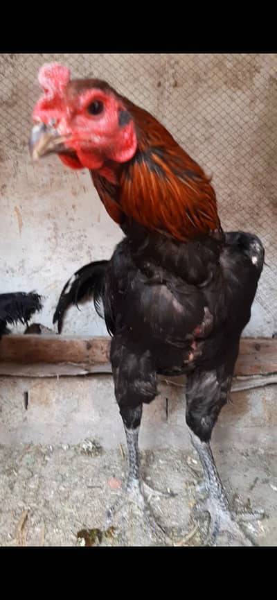 Pur barmi pokoya murga