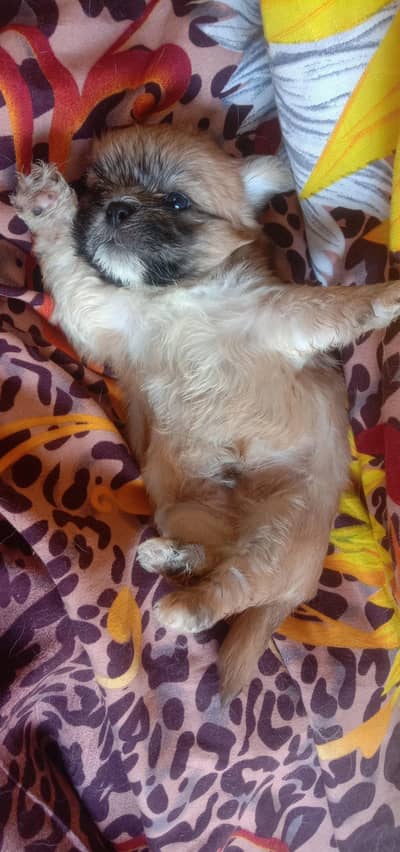 Shihtzu puppy male
