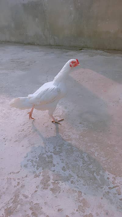 paper white aseel female for sale eggs laying with Eggs